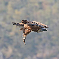 Vale gier - Extremadura